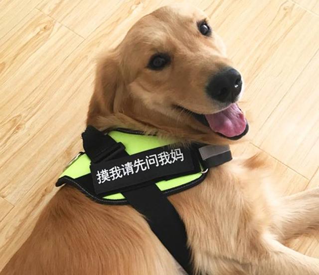 超实用!牵引绳训狗大法,轻松get!