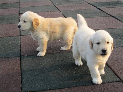 金毛狗多少钱一只?金毛幼犬的价格及挑选方法介绍