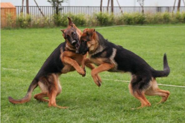 家庭训犬,16个训犬的口令及手势