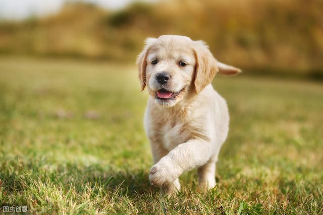 小金毛犬训练方法,一般什么时候开始?
