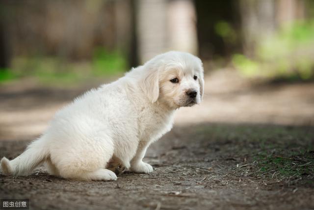 小金毛犬训练方法,一般什么时候开始?