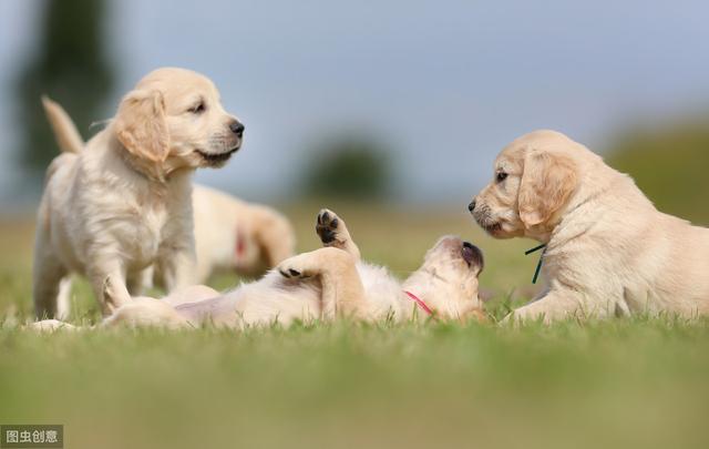 小金毛犬训练方法,一般什么时候开始?