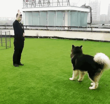 狗狗听不懂坐、卧命令?训犬师专用技巧帮你解决!