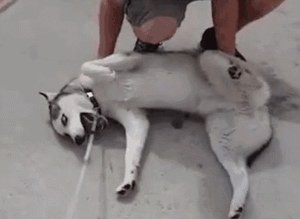 狗狗听不懂坐、卧命令?训犬师专用技巧帮你解决!
