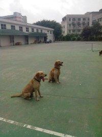 家有萌宠训犬心得