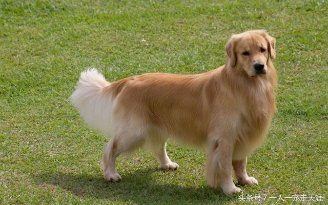 最容易训练的十大狗狗