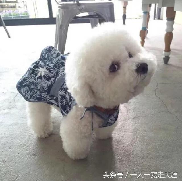 最容易训练的十大狗狗