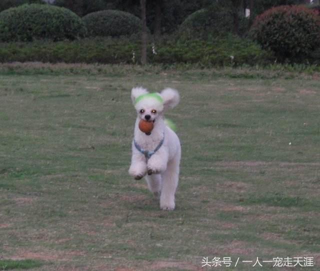 最容易训练的十大狗狗