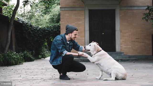 你能听懂狗狗的话吗?教你做一名狗语者