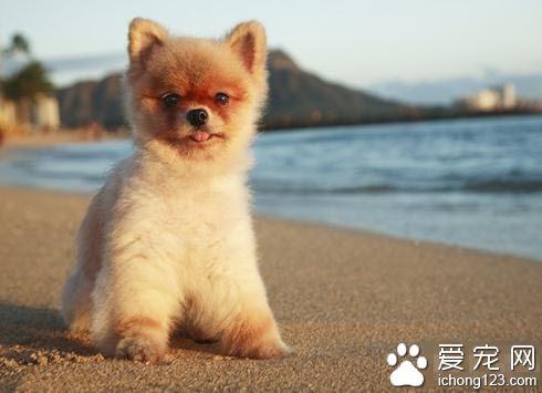 博美犬生活训练四指南 让它们养成良好的生活习惯