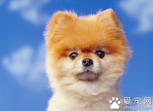博美犬生活训练四指南 让它们养成良好的生活习惯