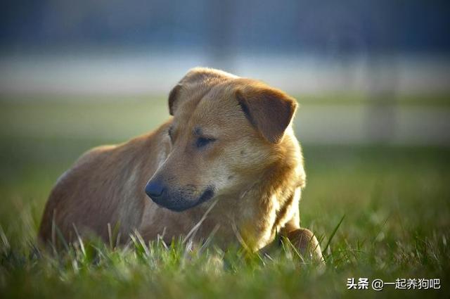 流浪狗为什么会跟着人?极大可能是找吃的