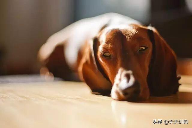 狗狗咳嗽怎么办?