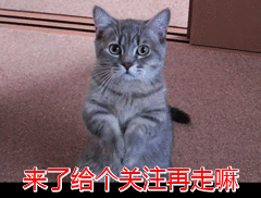 饲养“博美犬”讲究多,6大禁忌绝不能犯