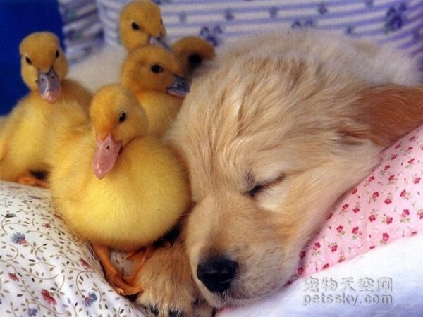 27��С���Ŀɰ���Ƭ ԭ��˯����ʱ��Ҳ������