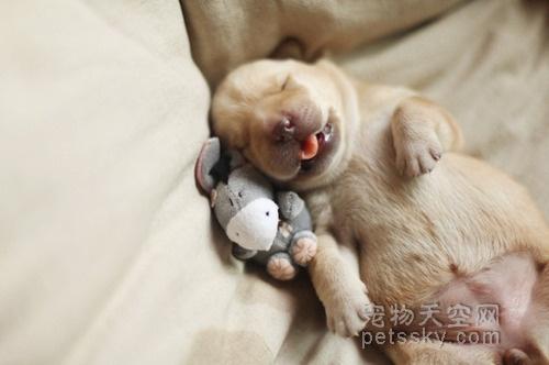 27��С���Ŀɰ���Ƭ ԭ��˯����ʱ��Ҳ������
