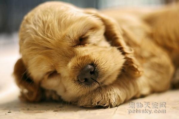 27��С���Ŀɰ���Ƭ ԭ��˯����ʱ��Ҳ������