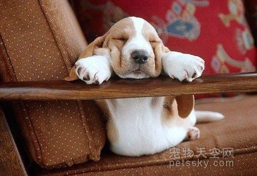 27��С���Ŀɰ���Ƭ ԭ��˯����ʱ��Ҳ������