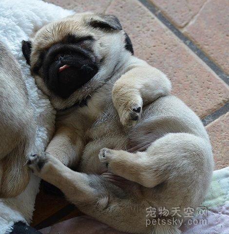 27��С���Ŀɰ���Ƭ ԭ��˯����ʱ��Ҳ������