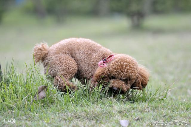 贵宾犬怎么养