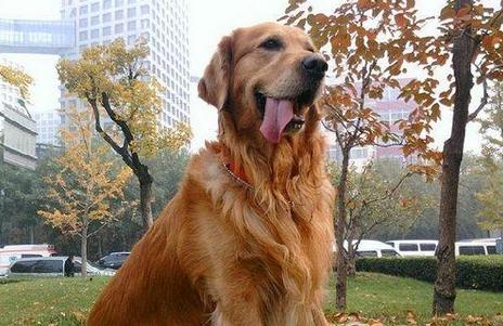 金毛犬的标准体型与体重《图片》