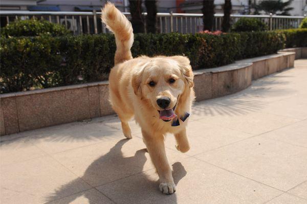 金毛犬的标准体型与体重《图片》