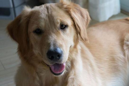 金毛犬的标准体型与体重《图片》
