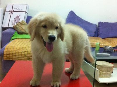 金毛犬的标准体型与体重《图片》