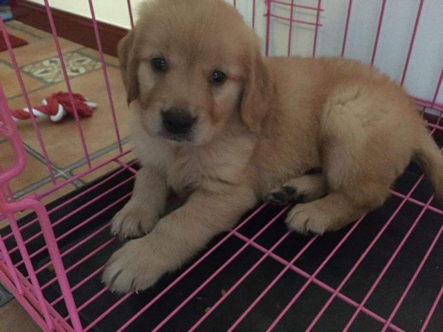 金毛犬的标准体型与体重《图片》