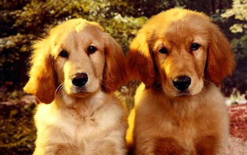 金毛犬的标准体型与体重《图片》