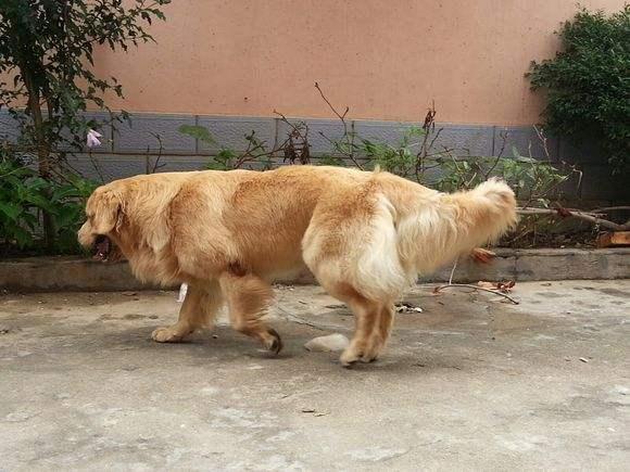 金毛犬的标准体型与体重《图片》