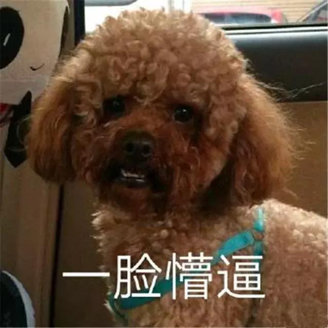 养泰迪的六种“坏处”,每位铲屎官都要三思,养泰迪可不简单!