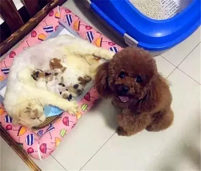 养泰迪的六种“坏处”,每位铲屎官都要三思,养泰迪可不简单!
