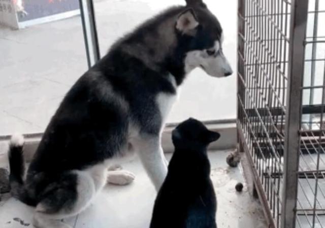 怎样才能让哈士奇听话?朋友养了一只猫后,哈士奇变的特别乖巧