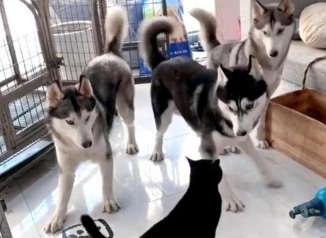 怎样才能让哈士奇听话?朋友养了一只猫后,哈士奇变的特别乖巧
