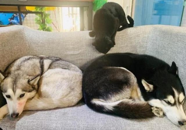 怎样才能让哈士奇听话?朋友养了一只猫后,哈士奇变的特别乖巧