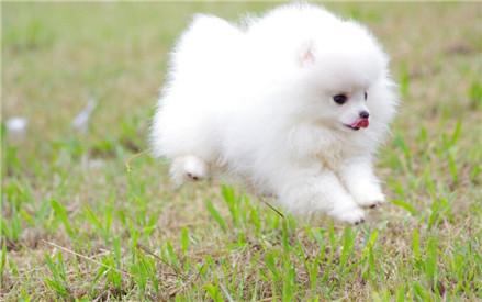 喜爱洁净博美犬怎么训练大小便?训练博美犬上厕所有方法!