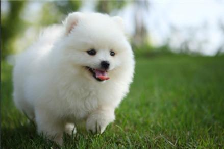喜爱洁净博美犬怎么训练大小便?训练博美犬上厕所有方法!