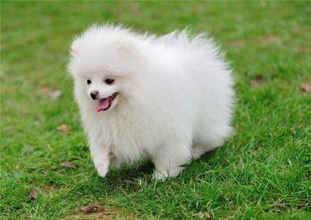 喜爱洁净博美犬怎么训练大小便?训练博美犬上厕所有方法!