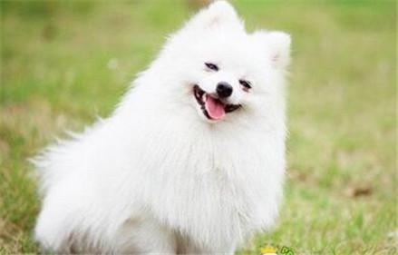 喜爱洁净博美犬怎么训练大小便?训练博美犬上厕所有方法!
