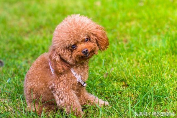 什么狗狗长不大,第一种最多人养,京城名犬却排第五