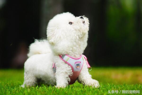 ʲô���������󣬵�һ�����������������Ȯȴ�ŵ���