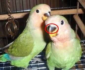 带你了解牡丹鹦鹉的饲养!