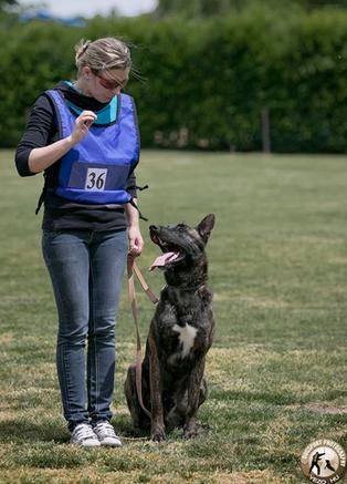 家庭训犬,16个训犬的口令及手势