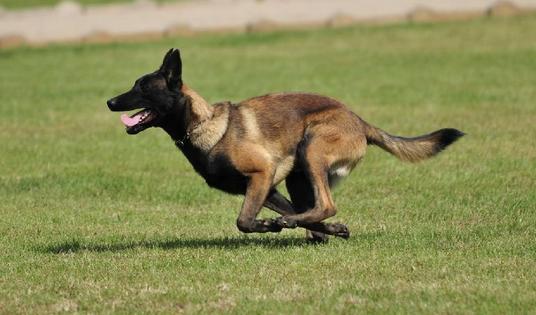 家庭训犬,16个训犬的口令及手势