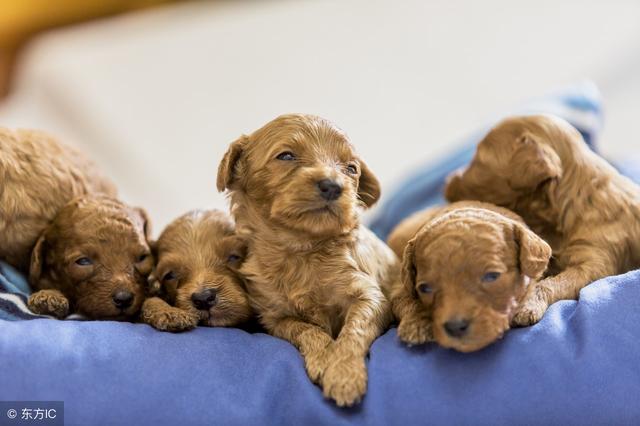 一只纯种泰迪犬大概多少钱?
