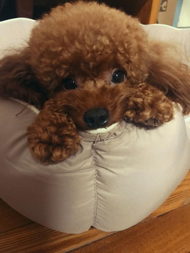一只纯种泰迪犬大概多少钱?