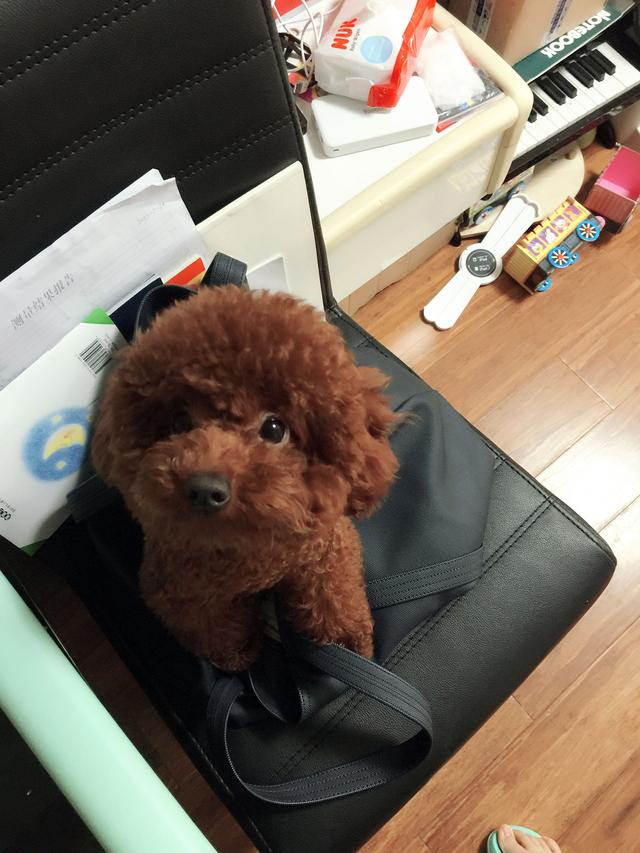 一只纯种泰迪犬大概多少钱?