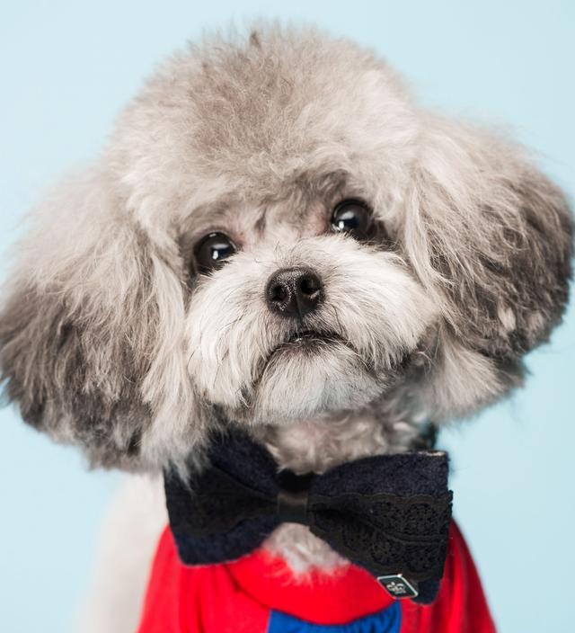 一只纯种泰迪犬大概多少钱?