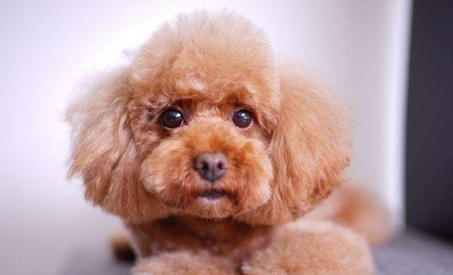 一只纯种泰迪犬大概多少钱?